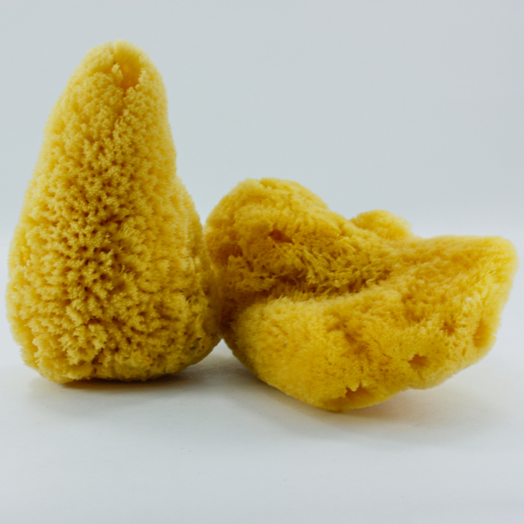 Doğal Deniz Süngeri